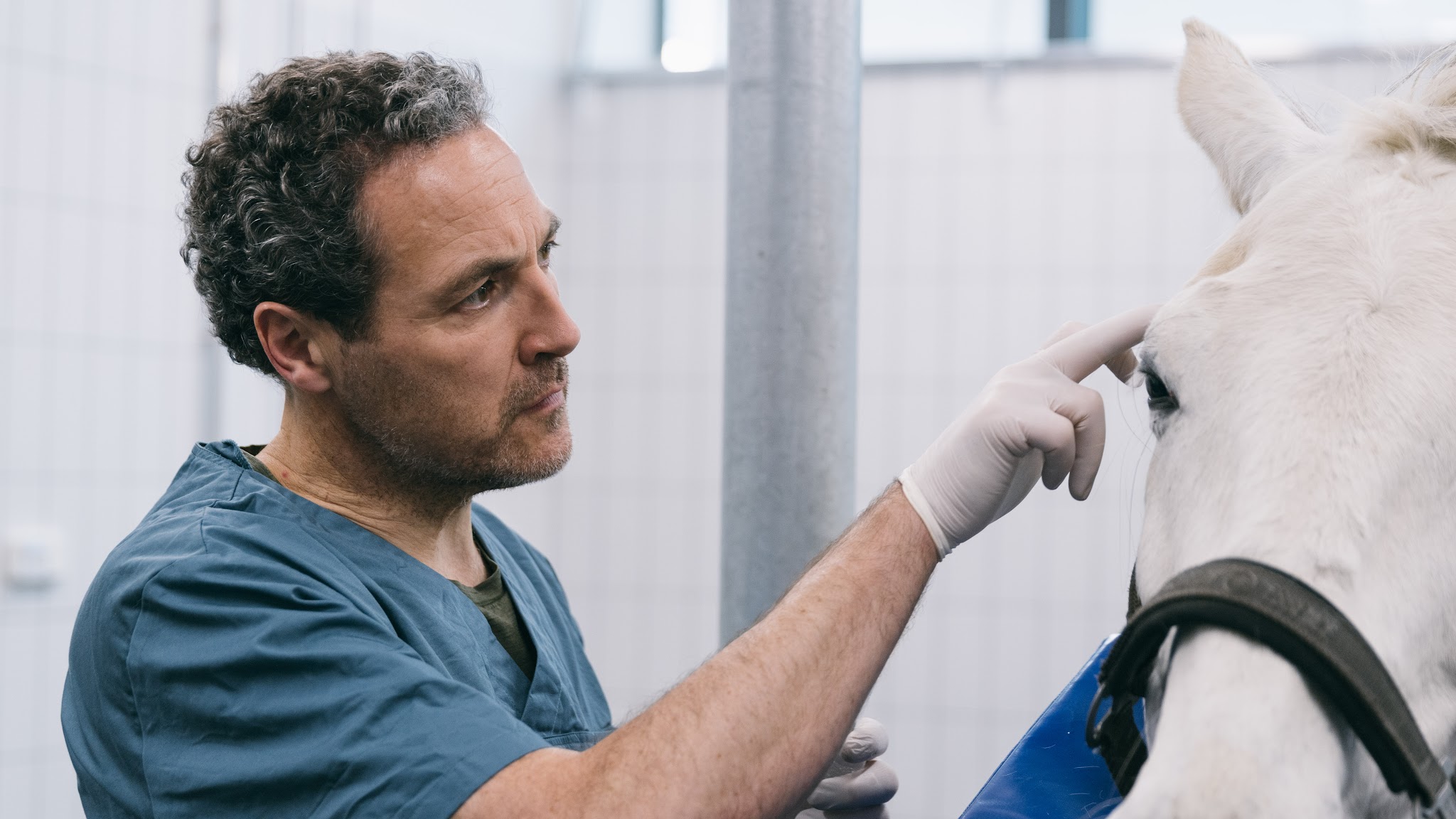 Tierarztpraxis für Pferdeaugenheilkunde