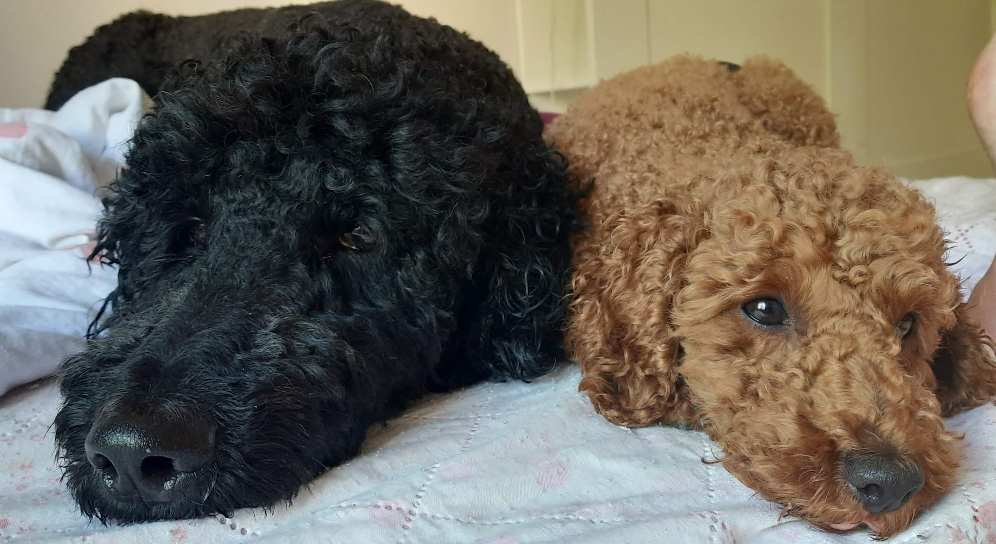 Tierarztpraxis Graßl P., Dr. A. Urabl