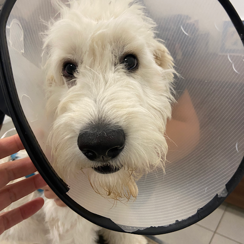 Tieraugenpraxis Dr. Spiess