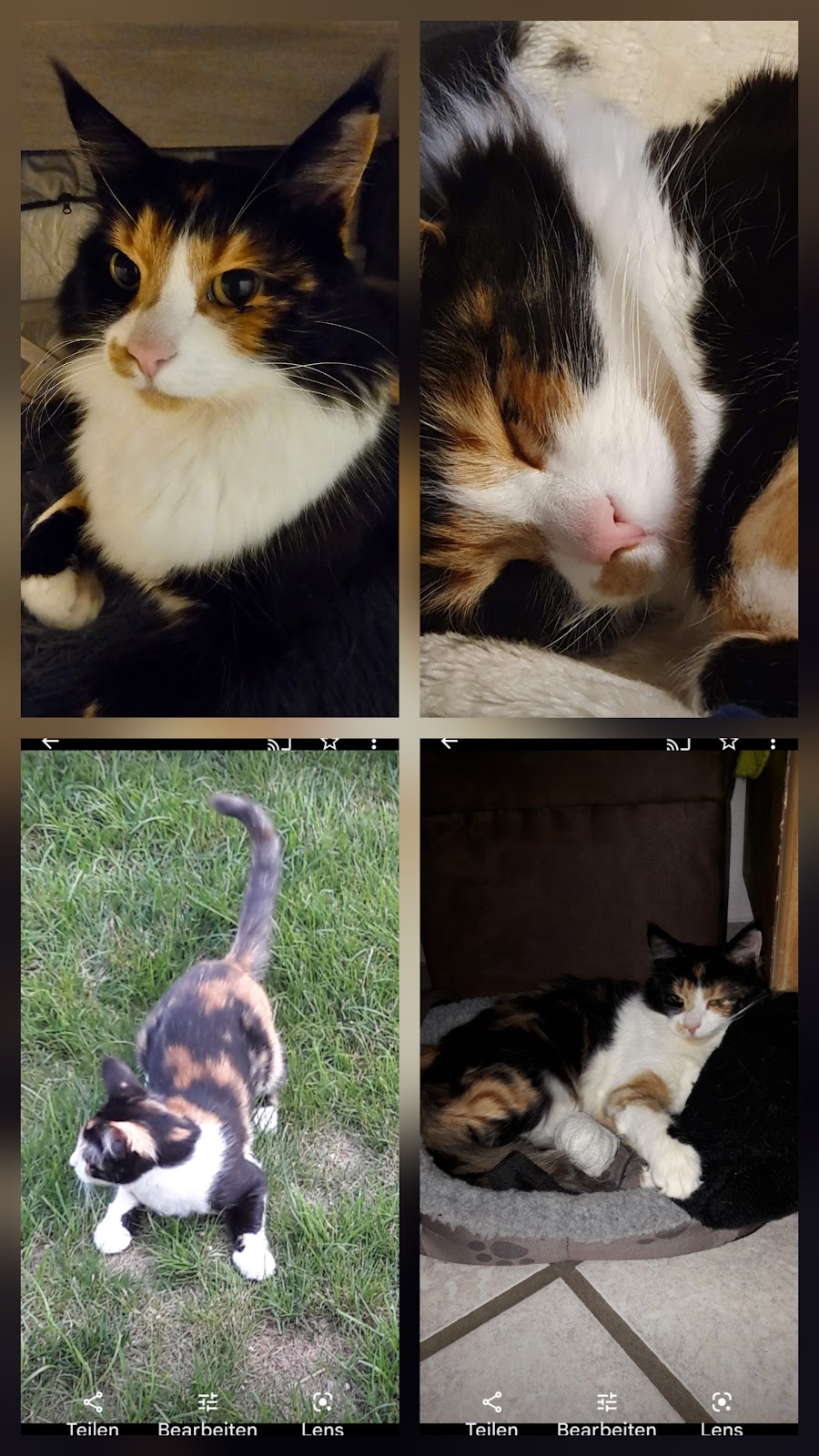 Animal Tree Tierbestattung - Köln-Bonn in Niederkassel – Foto aus einer Patientenbewertung