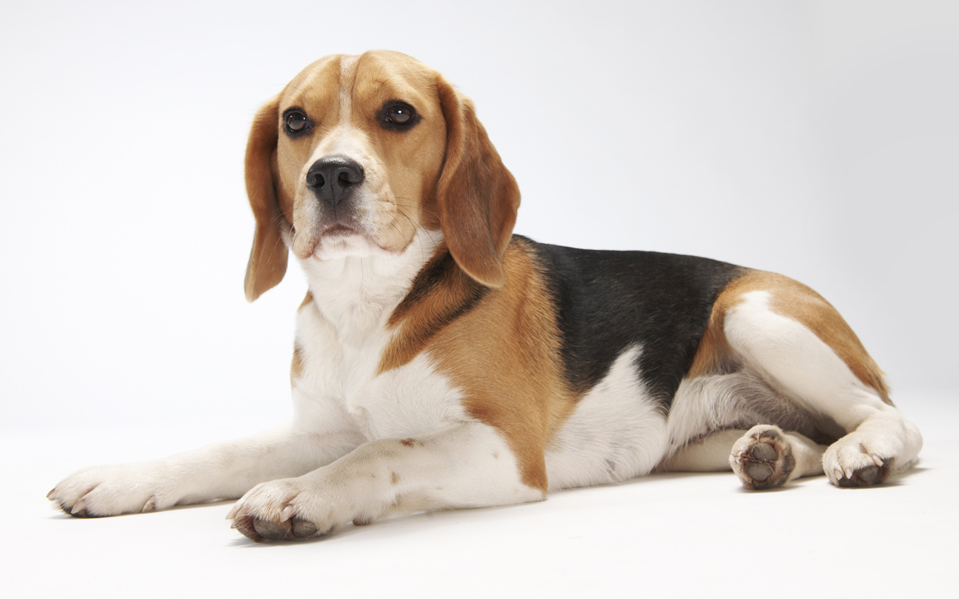 Ärzte gegen Tierversuche e.V. in Bergisch Gladbach – Praxisansicht