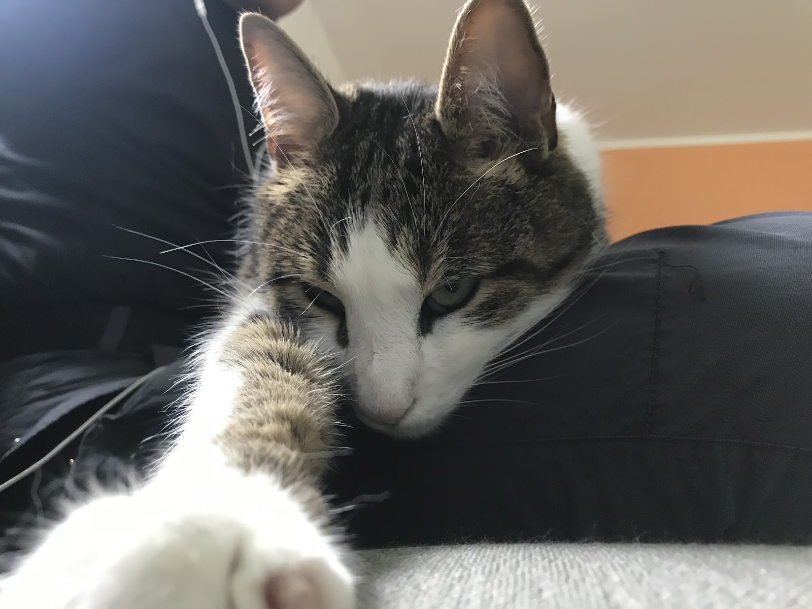 Balthazar C.