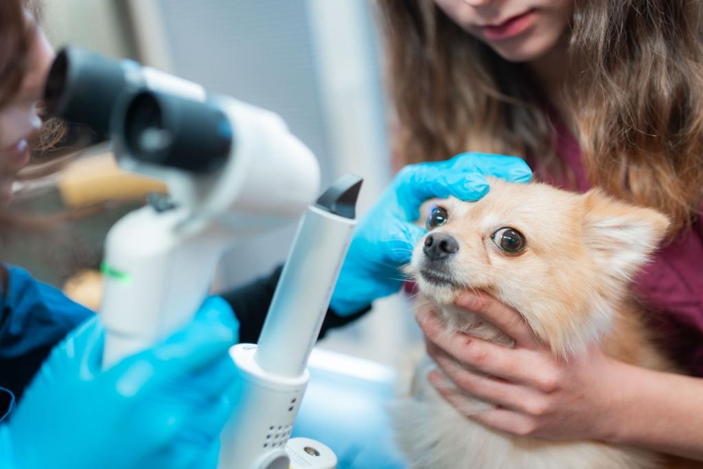 Bello & Co. Tiergesundheit in Berlin – Praxisfoto 1
