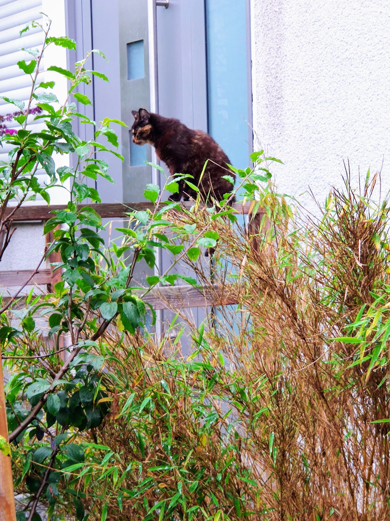Böcker I. , Tierarztpraxis – Bild