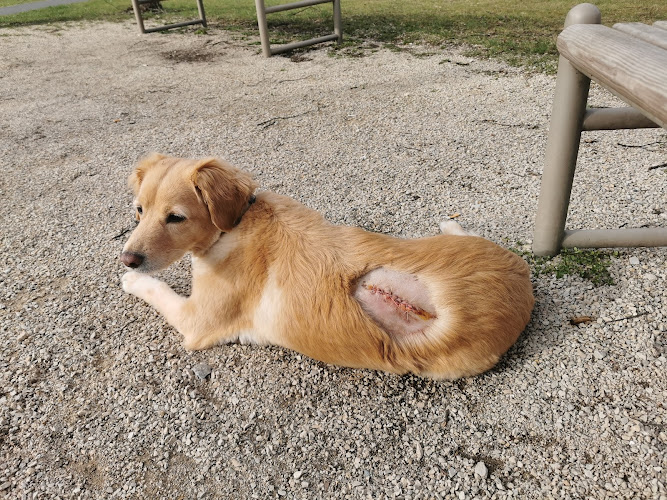 Bollwein Alois Tierarzt