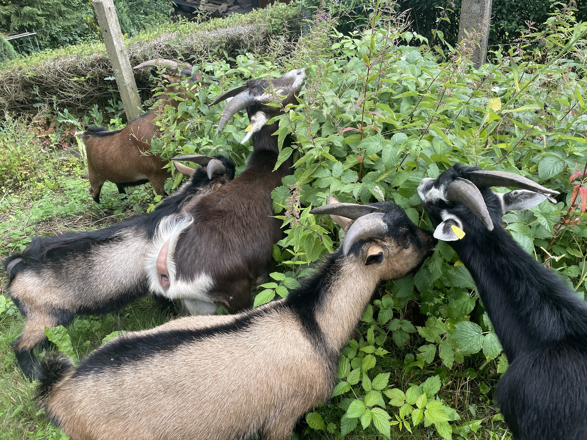 Braas Stephanie – Bild