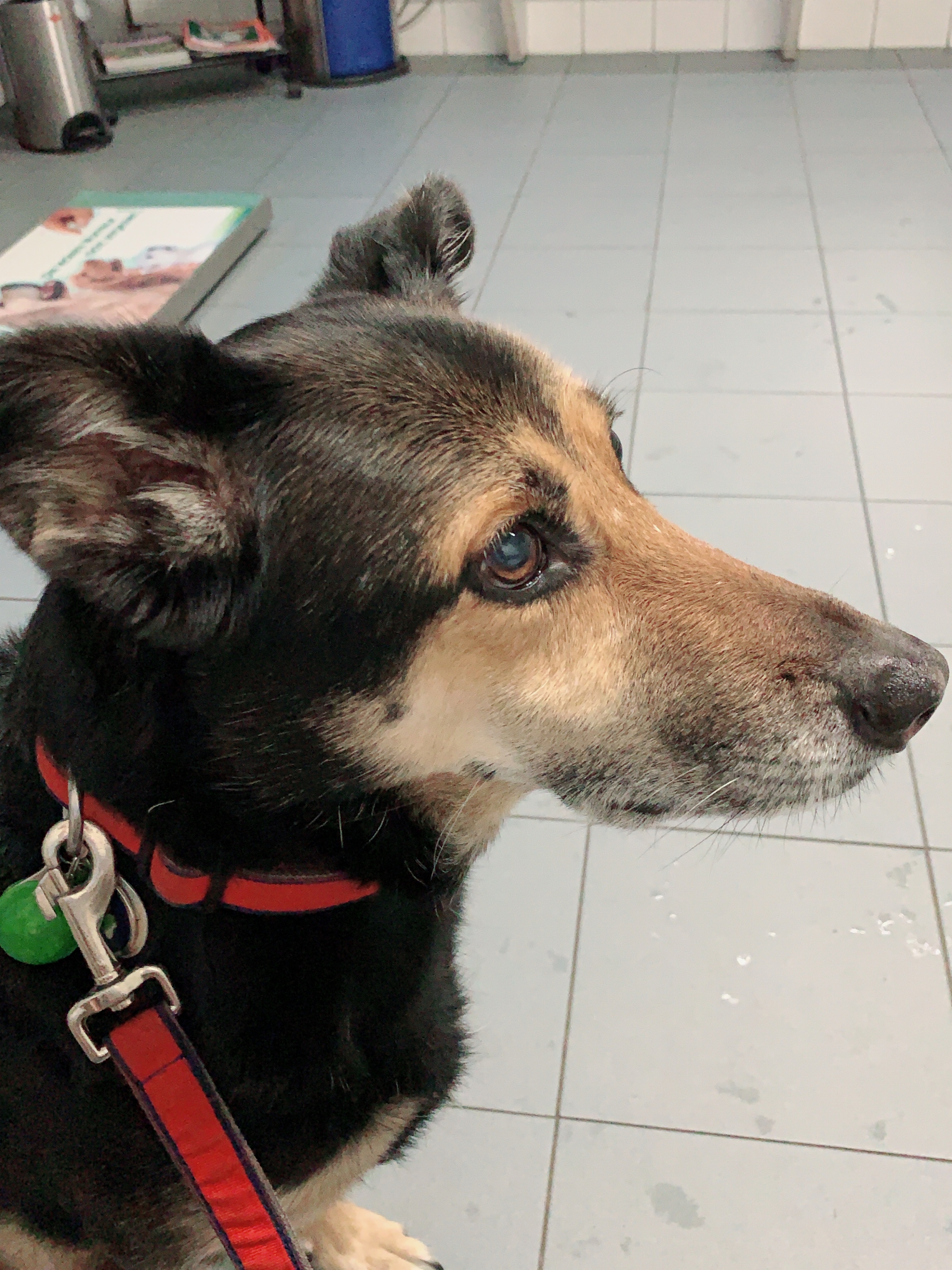 Corinna Thumm u. Melanie Götzke GbR Tierärztliche Gemeinschaftspraxis