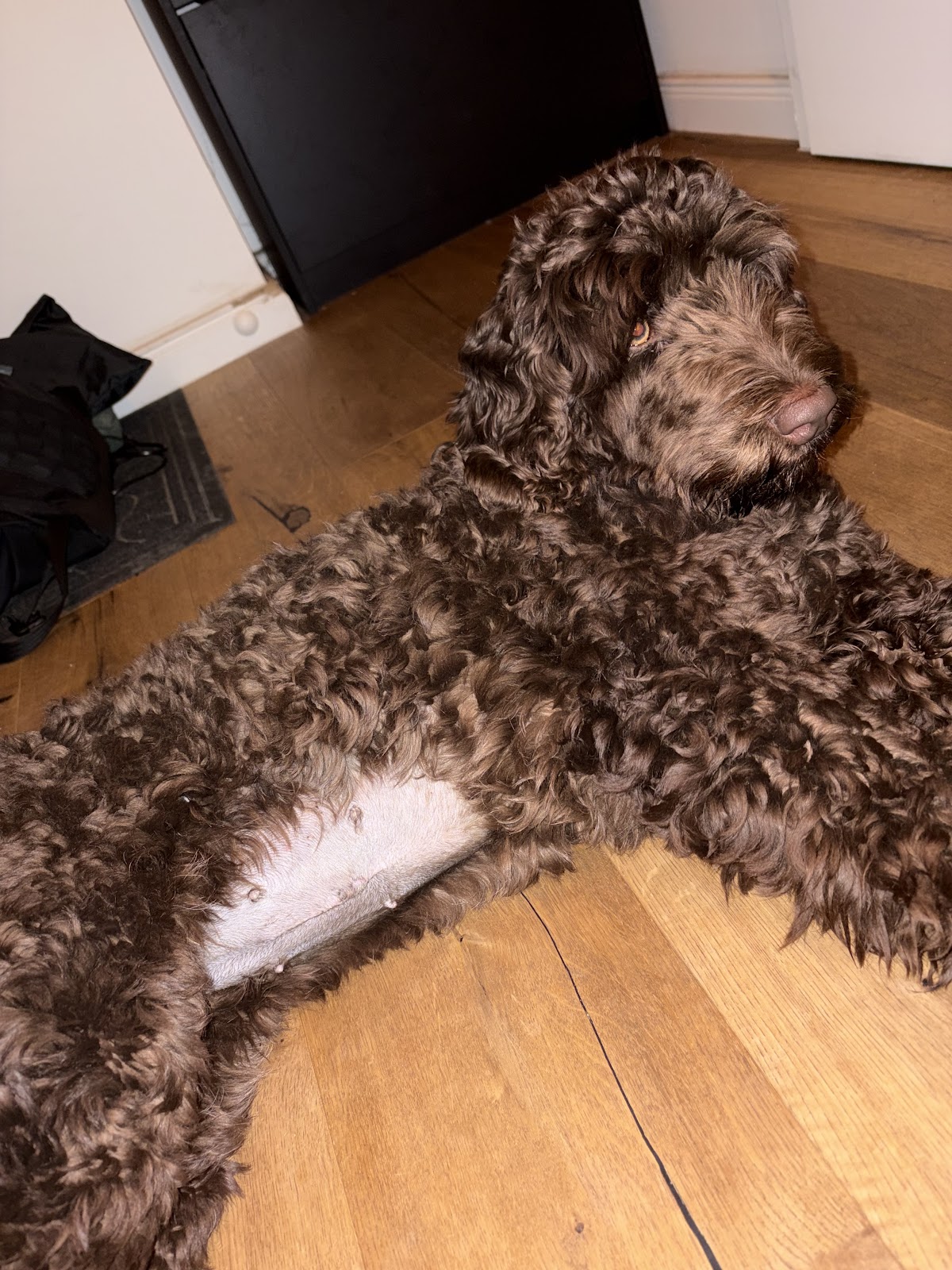 DER TIERARZT Dr. Theobald in Schöneberg in Berlin – Foto aus einer Patientenbewertung