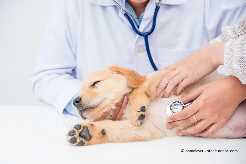 DER TIERARZT Dr. Theobald in Schöneberg in Berlin – Praxisfoto 3