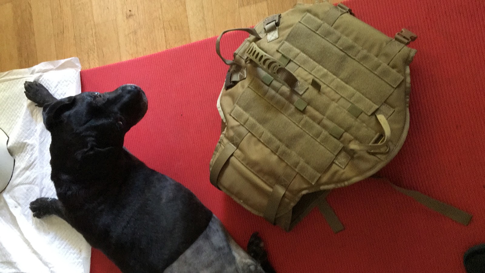 Dorn Therapiezentrum für Hunde in Köln – Foto aus einer Patientenbewertung