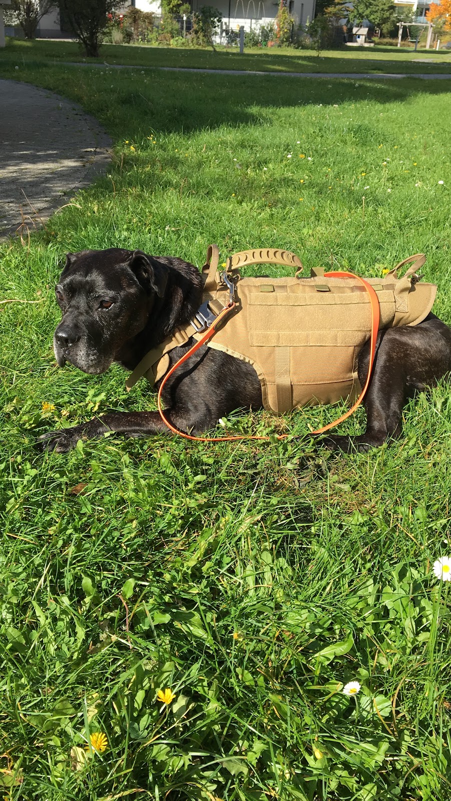 Dorn Therapiezentrum für Hunde in Köln – Foto aus einer Patientenbewertung
