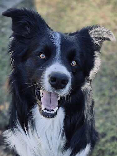 Dr. Christine Schaller - Verhaltenstherapie und Hundetraining