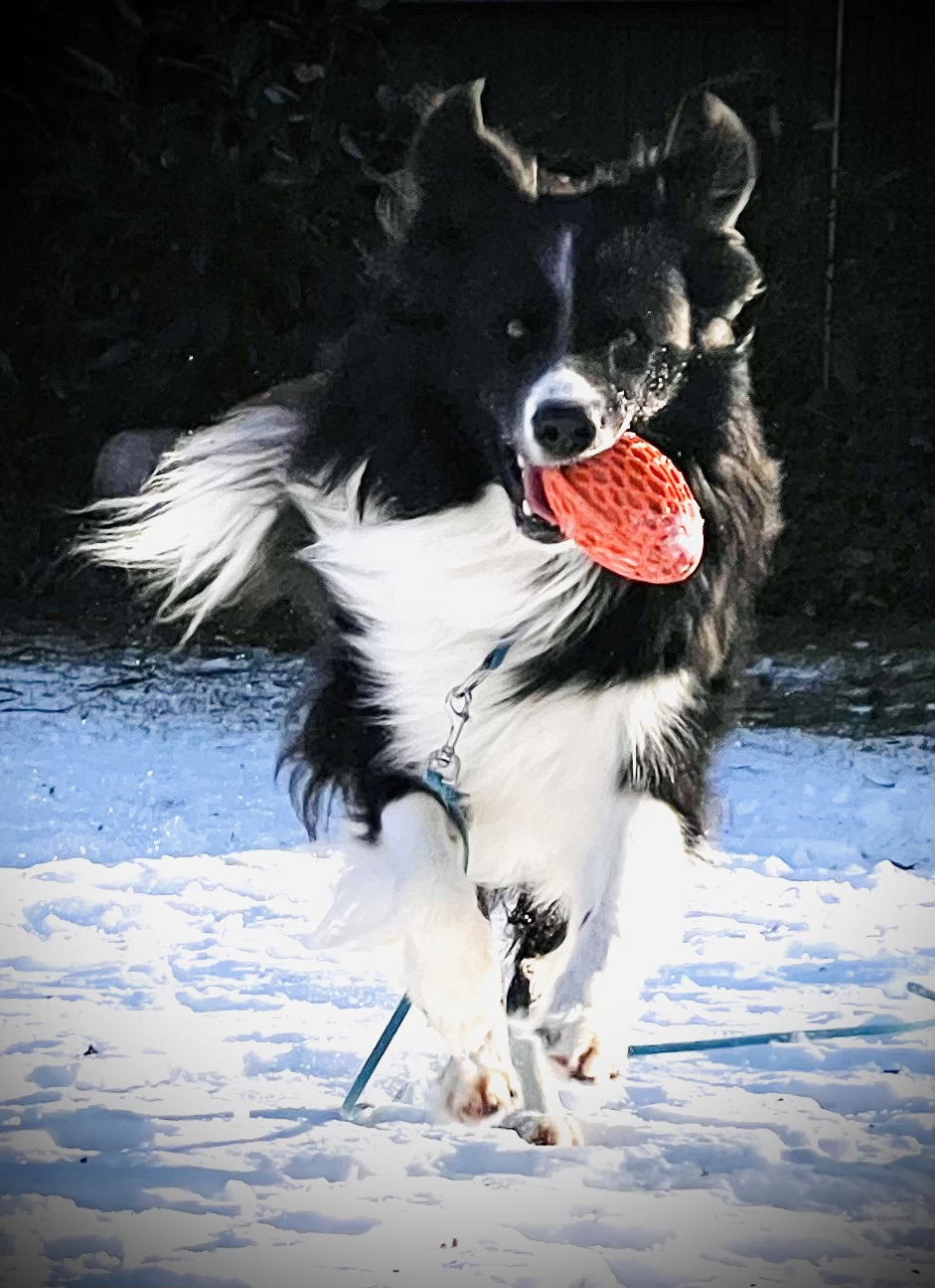 Dr. Christine Schaller - Verhaltenstherapie und Hundetraining – Bild