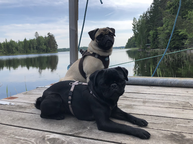 Dr. med. vet. Marion Böhm