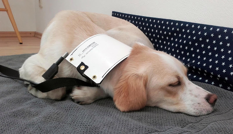 Dr. med. vet. Patricia Pfister Tierarztpraxis