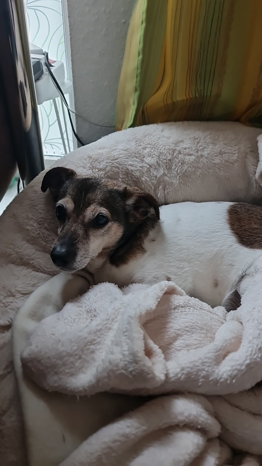Dr. med. vet. Peter Csiky | Tierarzt in Bergheim-Kenten – Foto aus einer Patientenbewertung