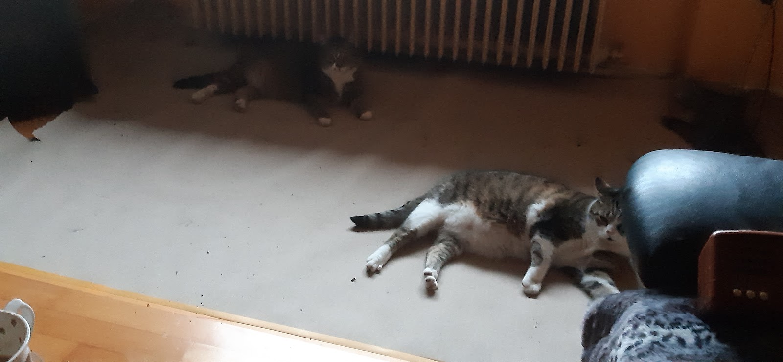 Dr. med. vet. Peter Csiky | Tierarzt in Bergheim-Kenten – Praxisfoto 2