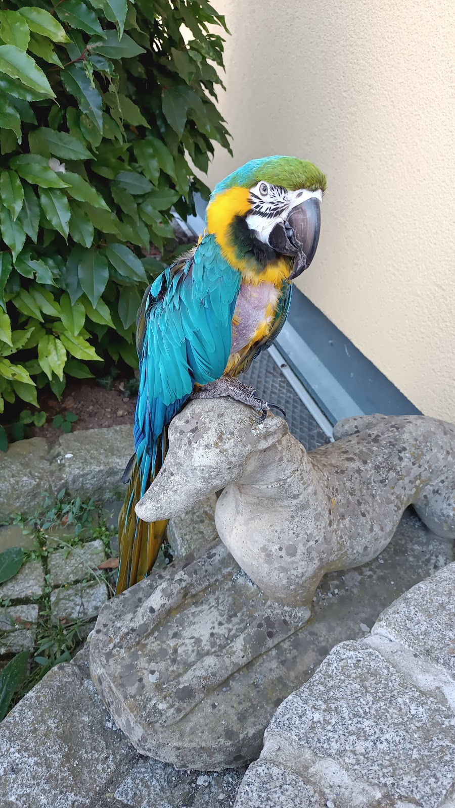 Dr. med. vet. Peter Csiky | Tierarzt