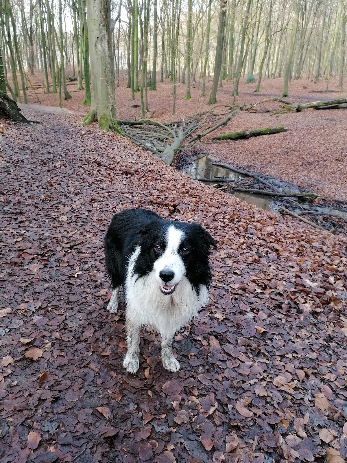 Dr.med.vet. Claudia Lehnert Tierärztin in Bergisch Gladbach – Praxisansicht