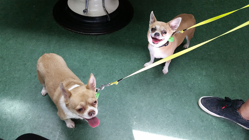 Dr.med.vet. Helke Renate Wulff Tierärztin