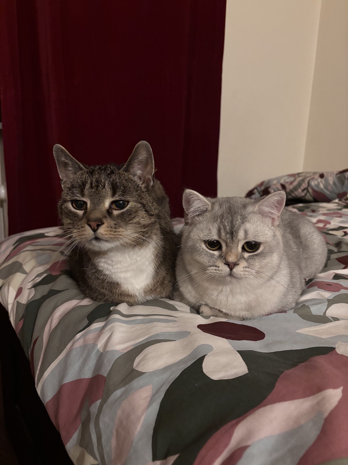 Dr.med.vet. Martina Döring | Tierärztin in Berlin – Foto aus einer Patientenbewertung