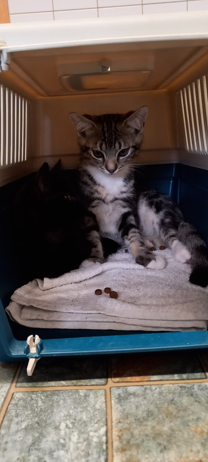 Dr.med.vet. Martina Döring | Tierärztin in Berlin – Praxisansicht