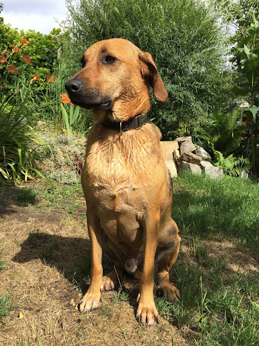 Dr.med.vet. Rasso Selmaier Tierarzt