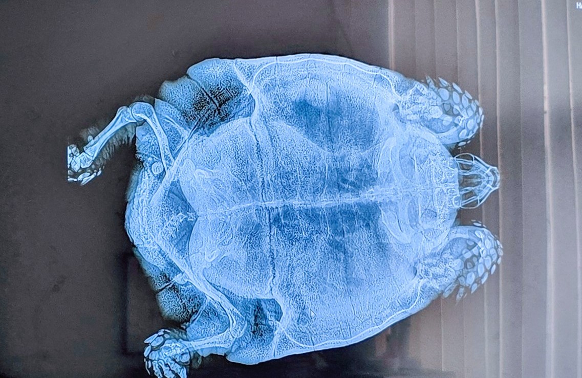 EXOPET Tierarztpraxis Mutschmann in Berlin – Foto aus einer Patientenbewertung