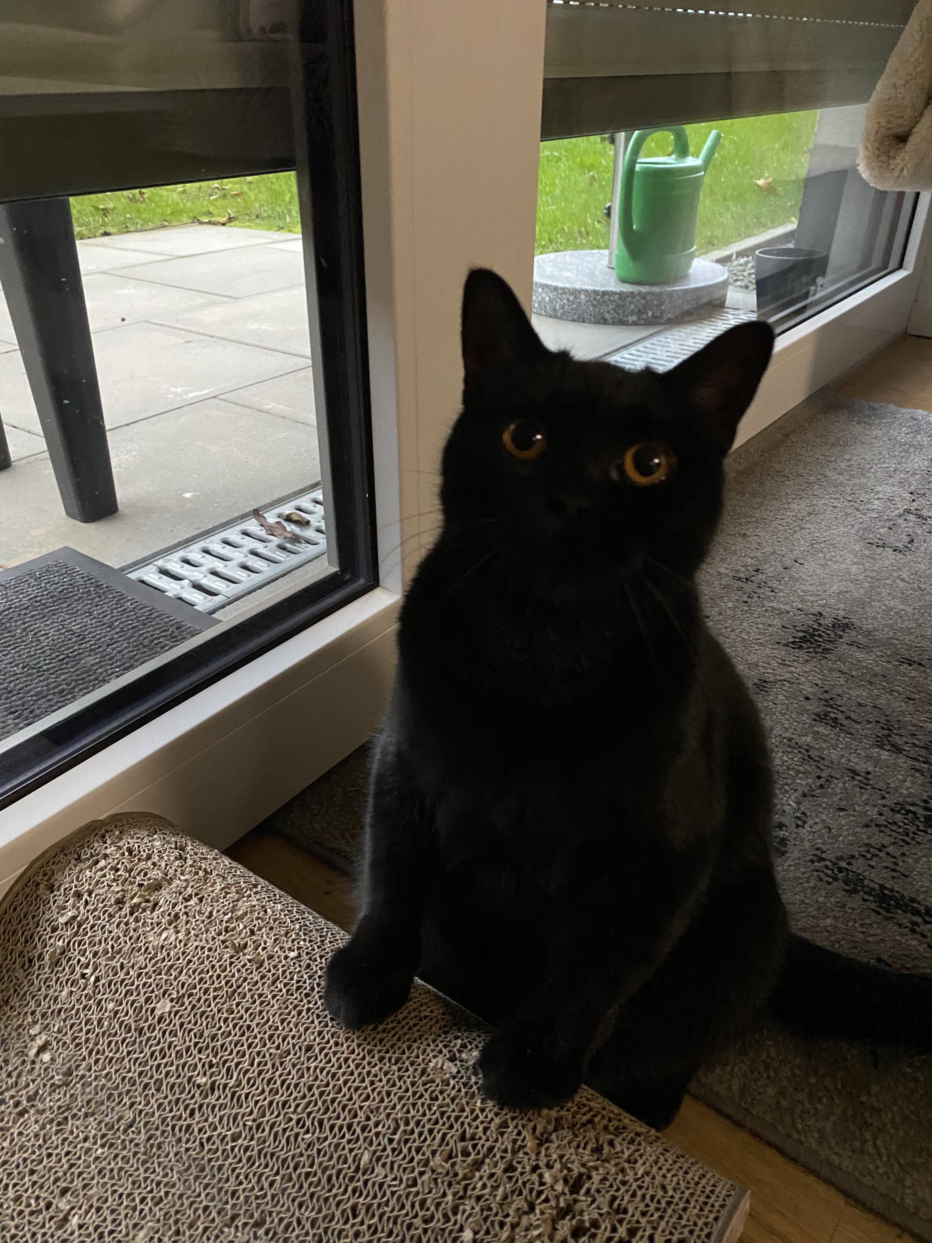 felmo Mobiler Tierarzt Bochum