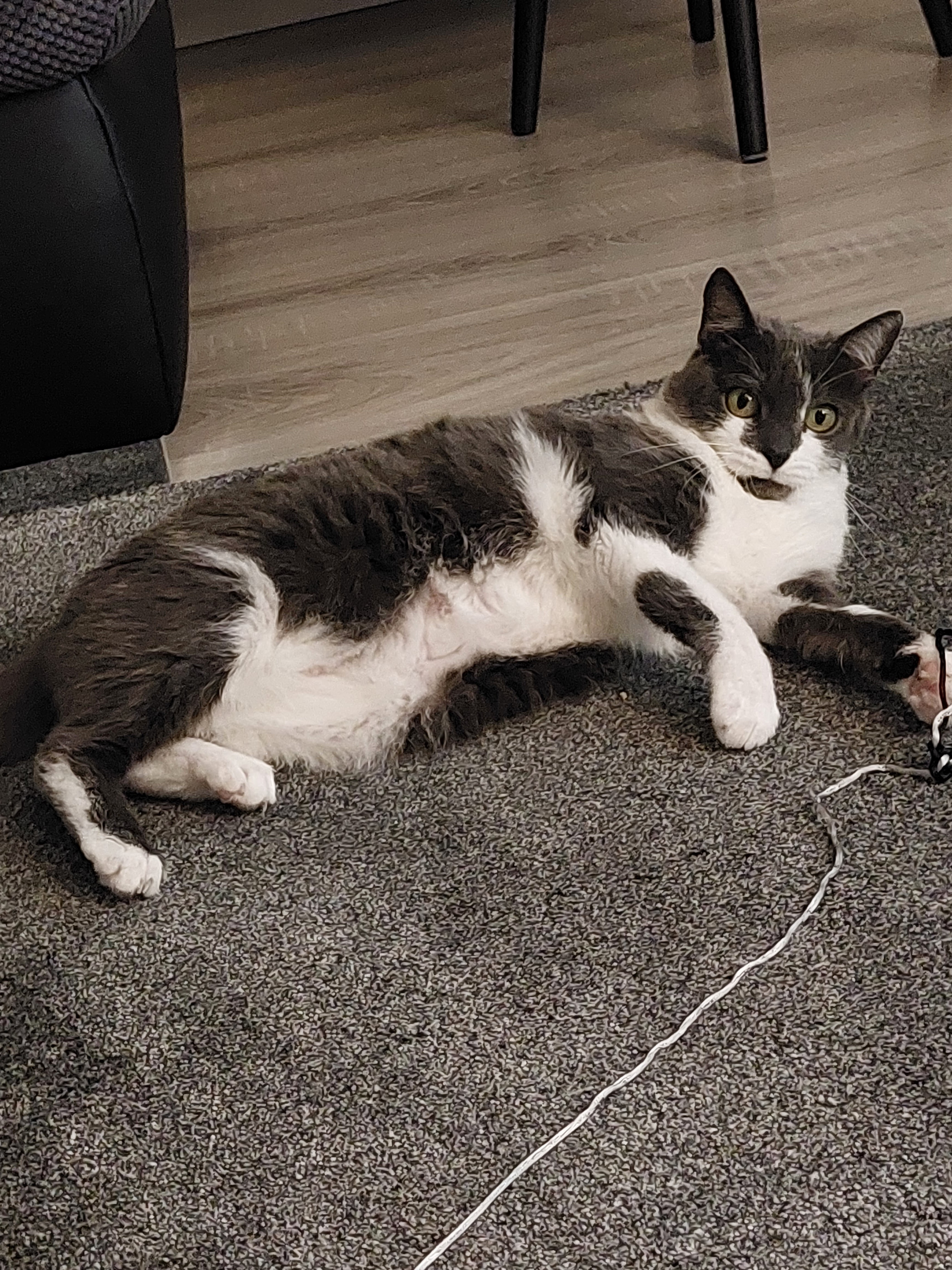 felmo mobiler Tierarzt Düsseldorf