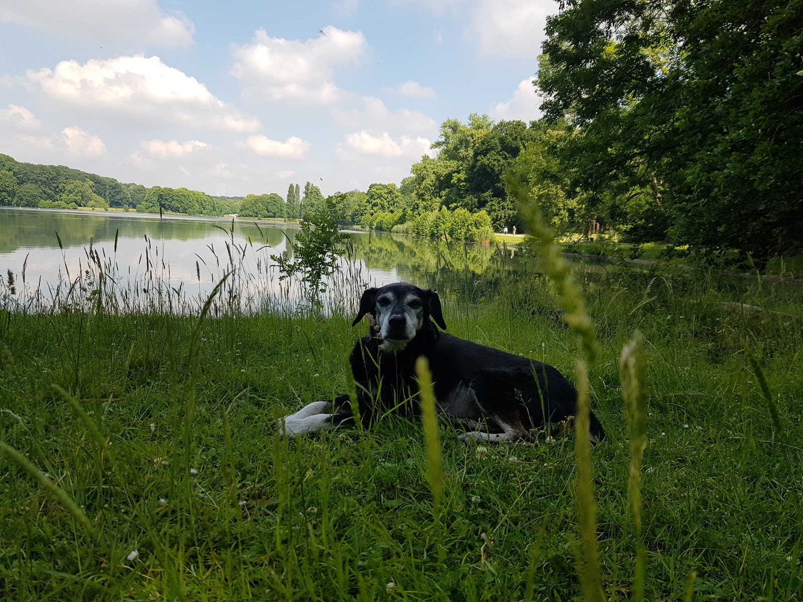 felmo Mobiler Tierarzt Köln in Köln – Foto aus einer Patientenbewertung