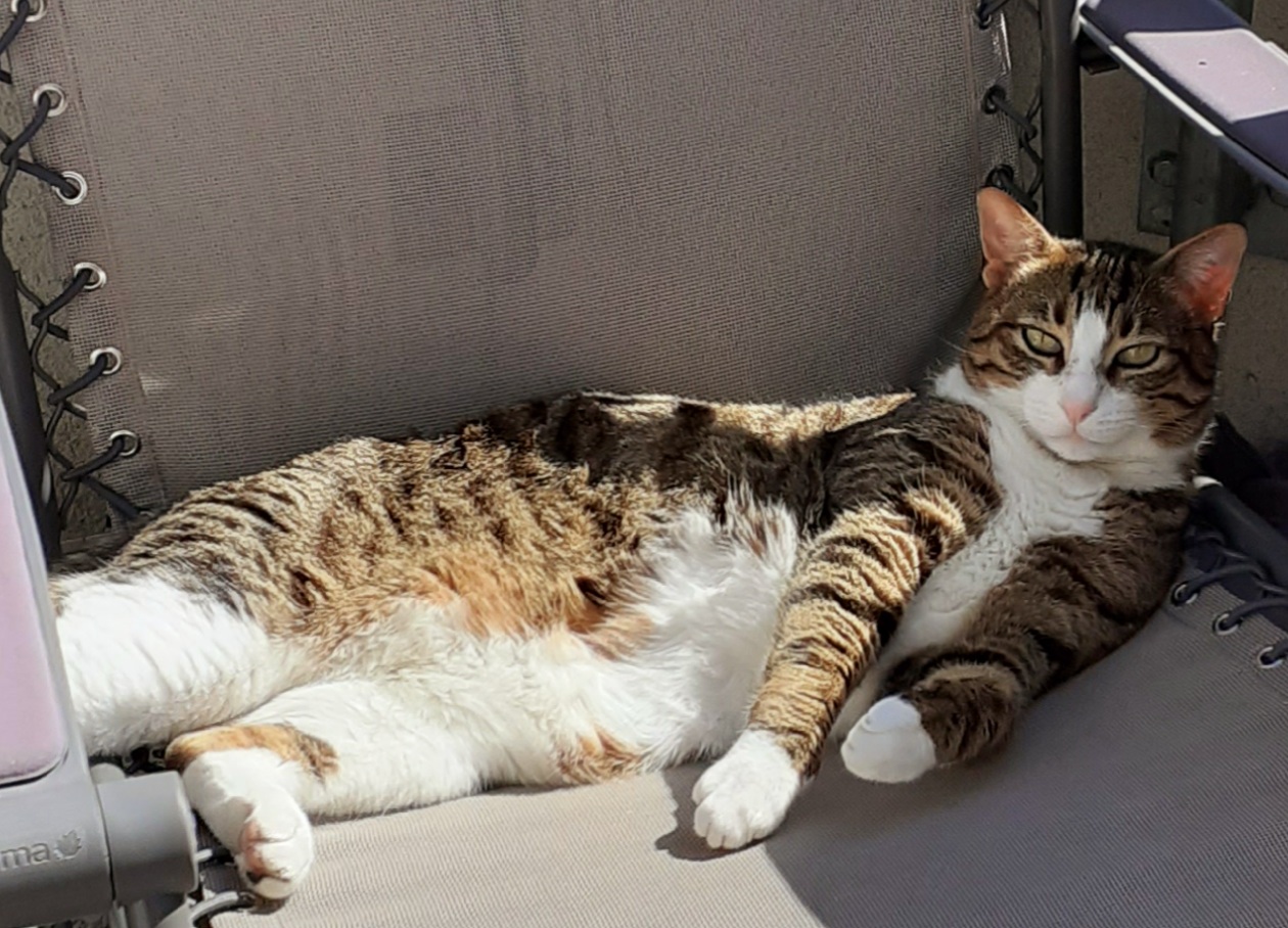felmo Mobiler Tierarzt Köln in Köln – Foto aus einer Patientenbewertung