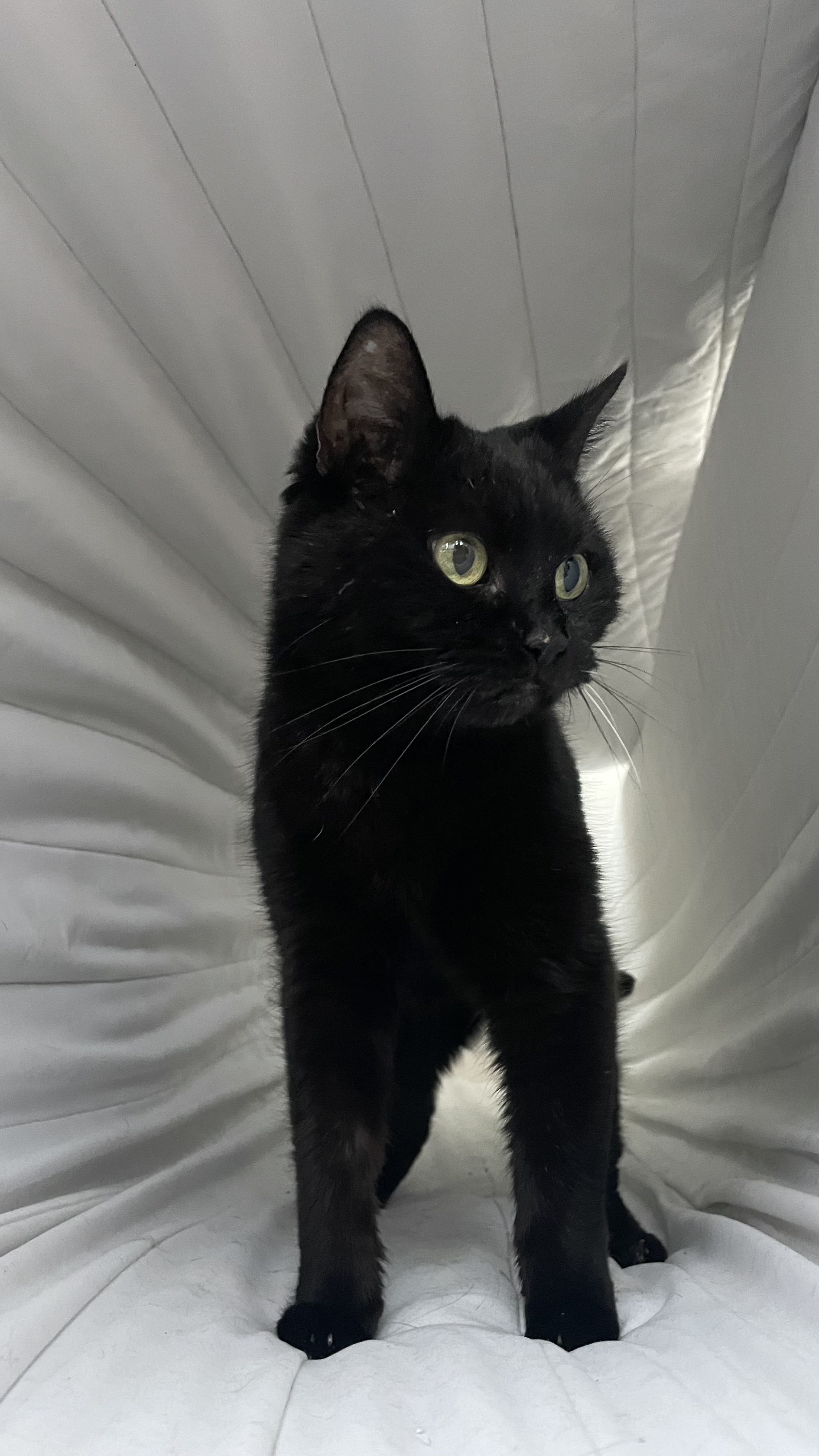 felmo Mobiler Tierarzt Köln