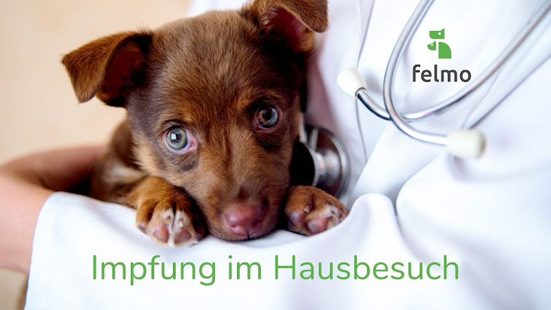 felmo Mobiler Tierarzt München