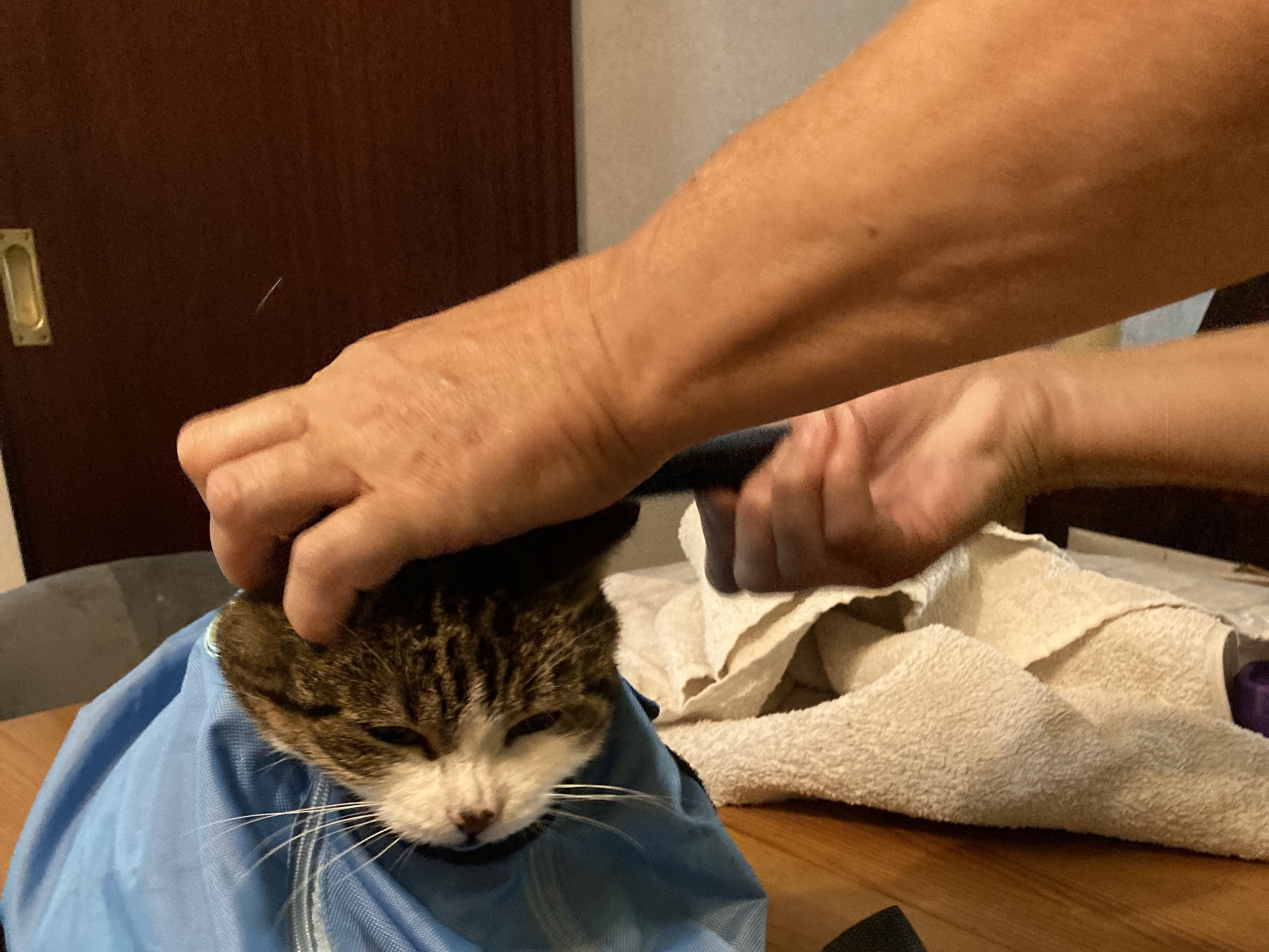 felmo Mobiler Tierarzt Stuttgart – Bild