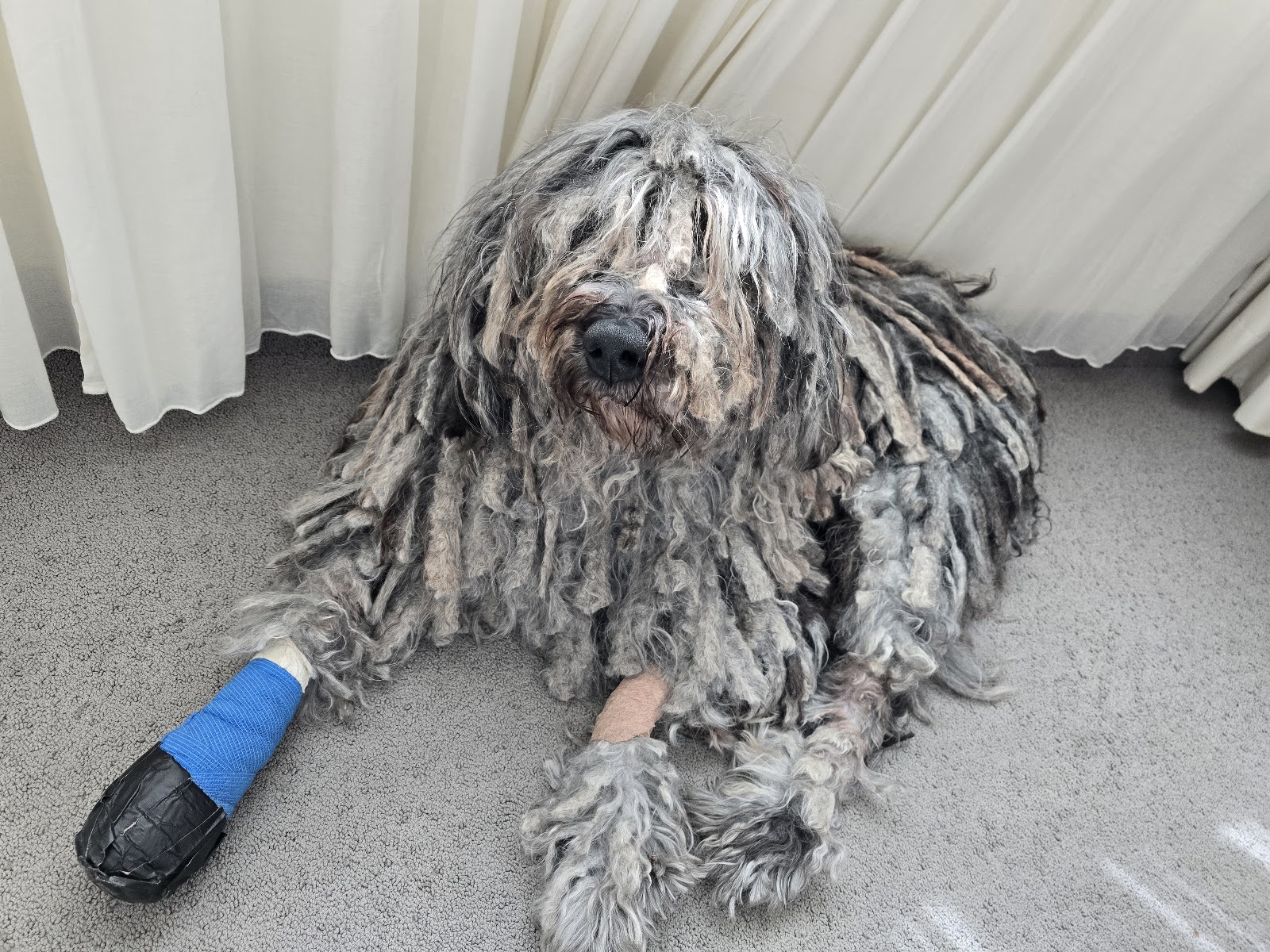 filu Tierarztpraxis Charlottenburg - Allgemein- und Notfallmedizin in Berlin – Foto aus einer Patientenbewertung