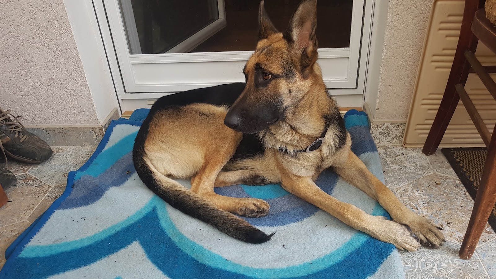 Förderverein Arche Noah Kreta e.V. / Tierärztepool in Berlin – Foto aus einer Patientenbewertung