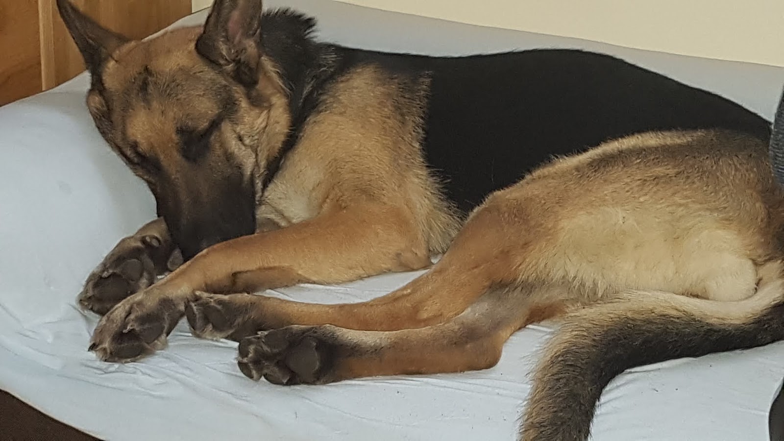 Förderverein Arche Noah Kreta e.V. / Tierärztepool in Berlin – Foto aus einer Patientenbewertung