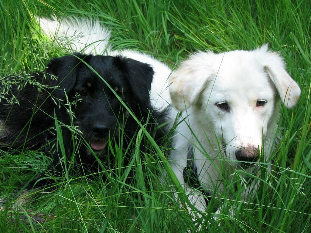 Ganzheitliche Tiernaturheilkunde Beatrix Fenderich in Rösrath – Praxisfoto 1