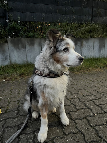 Gezeiten Tierärzte IVC Evidensia GmbH