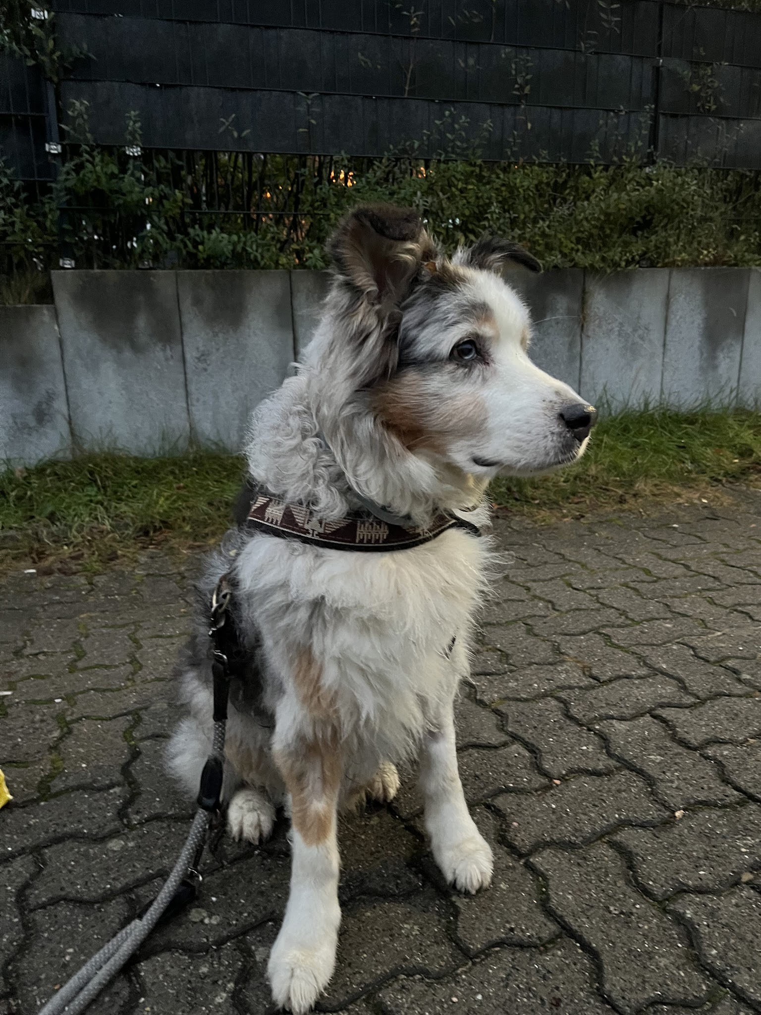 Gezeiten Tierärzte IVC Evidensia GmbH – Bild