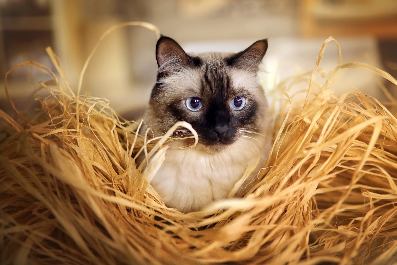 Healing Cats Katzenberatung in Berlin – Praxisfoto 1