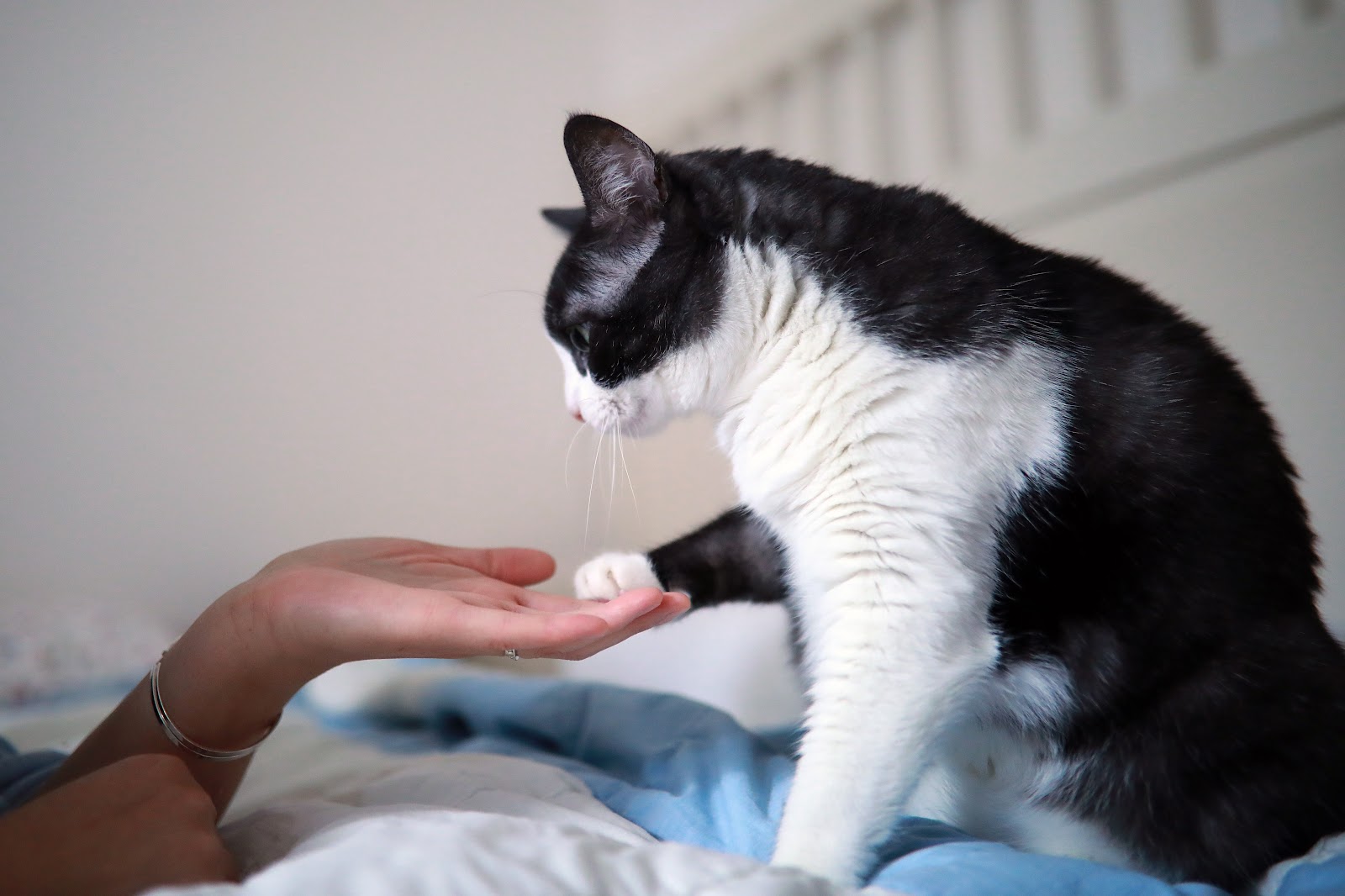 Healing Cats Katzenberatung in Berlin – Praxisansicht