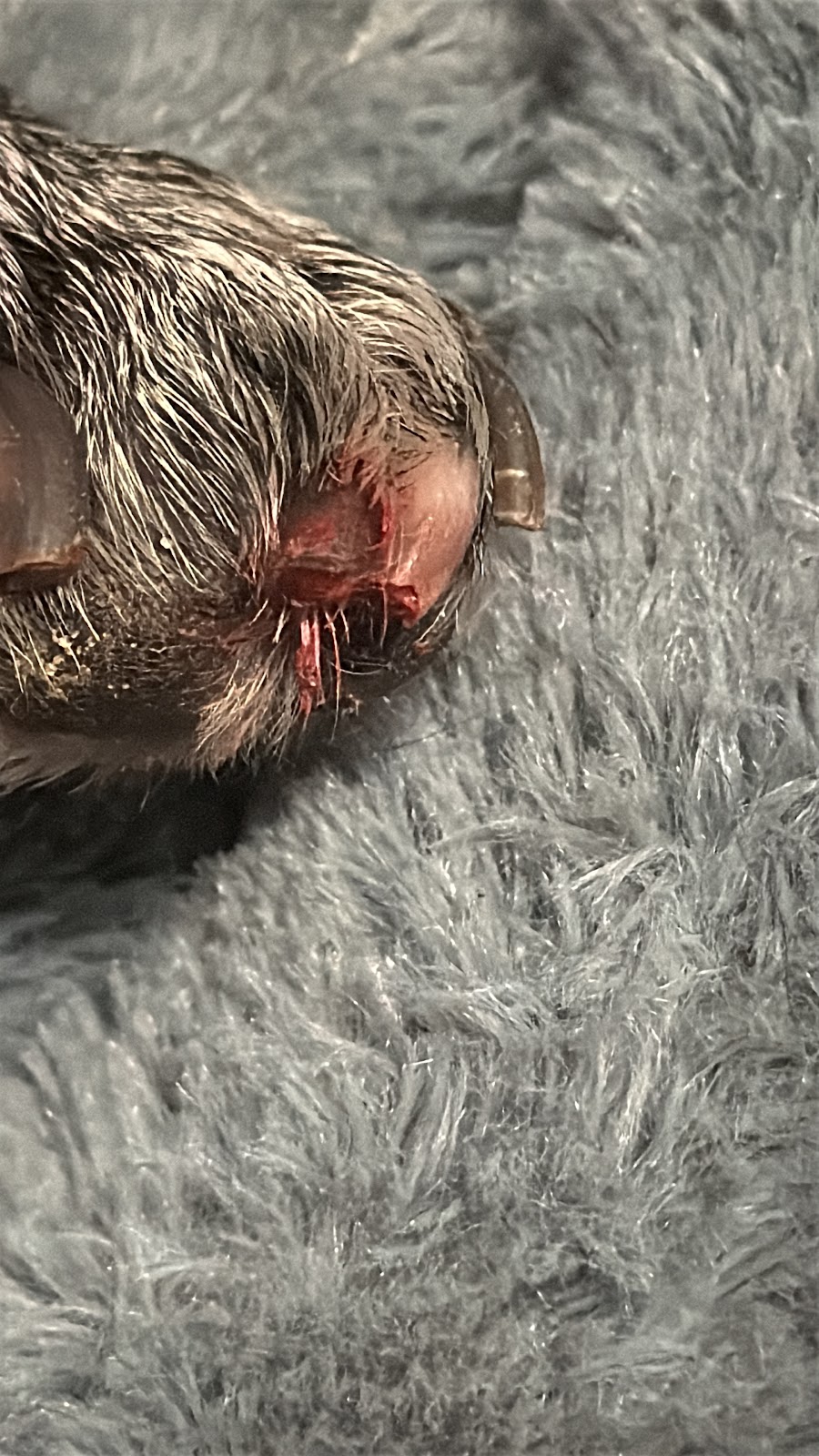 Heike van der Kaap Tierärztin in Langenfeld (Rheinland)-Reusrath – Foto aus einer Patientenbewertung