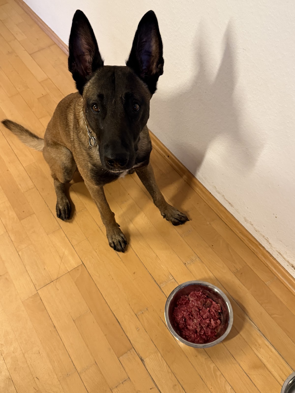 helpyourpet - Tierphysiotherapie & Tierheilpraxis in Brühl – Foto aus einer Patientenbewertung