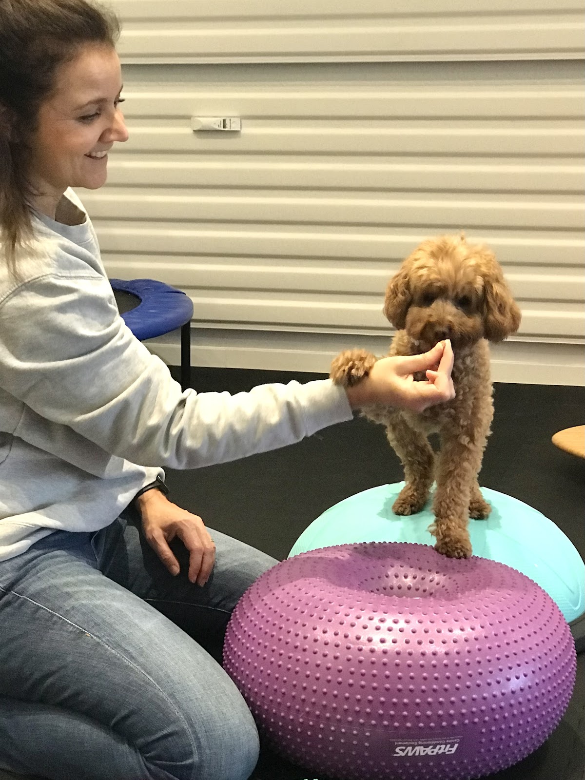 helpyourpet - Tierphysiotherapie & Tierheilpraxis in Brühl – Praxisfoto 1