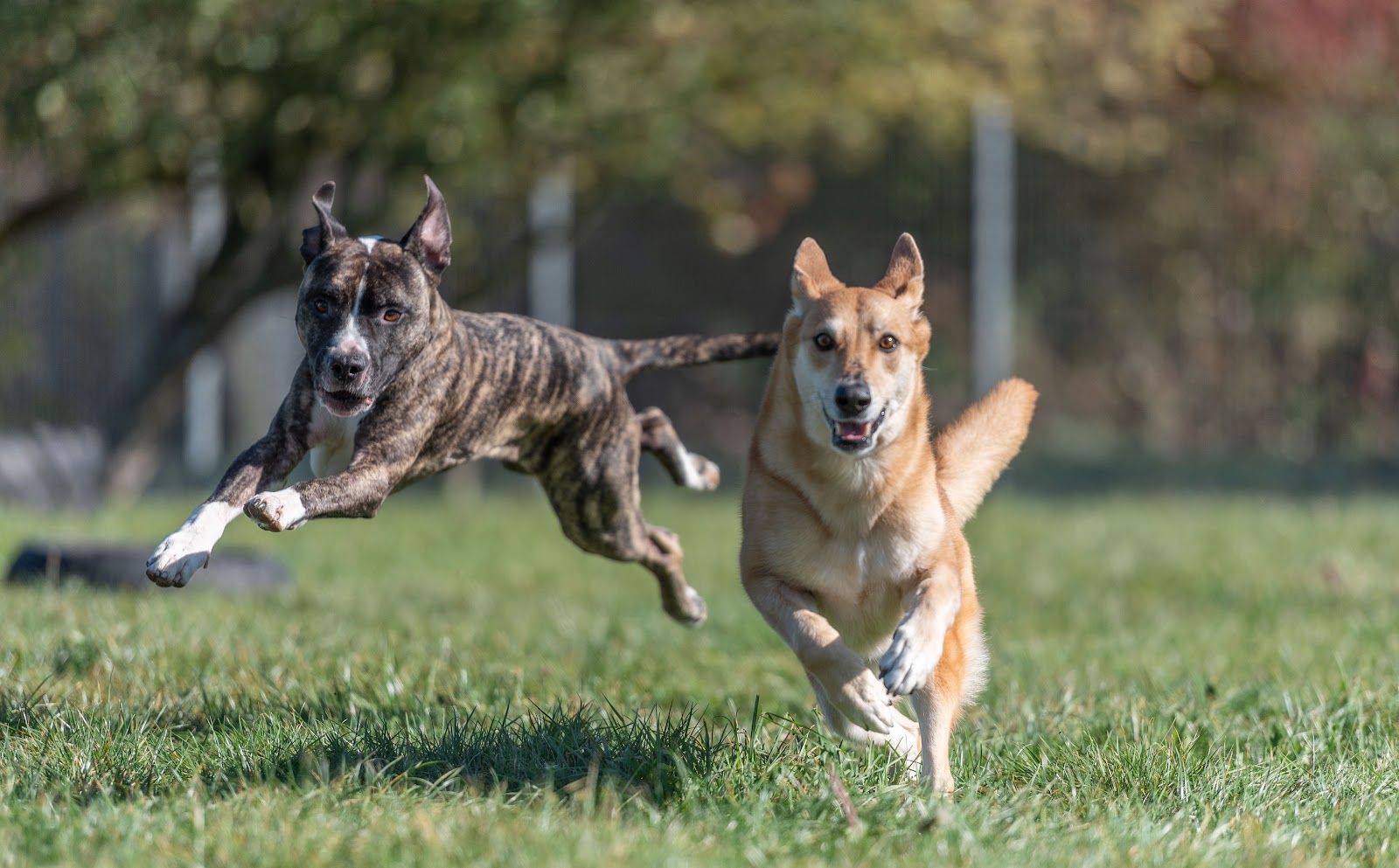 HerzensHund - Physiotherapie für Hunde