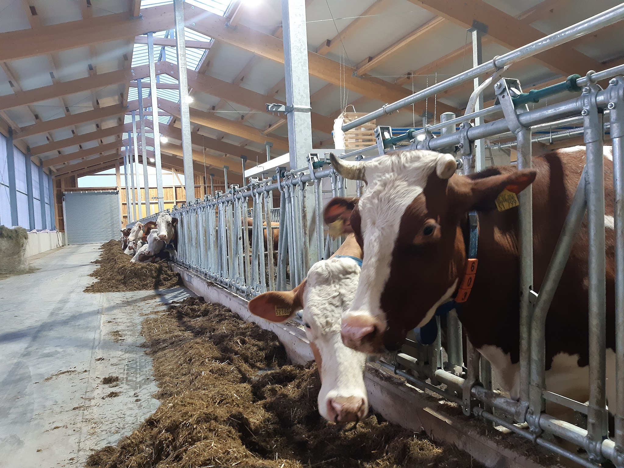 Ilztal Vet Tierärztliche Praxis für Groß und Kleintiere – Bild