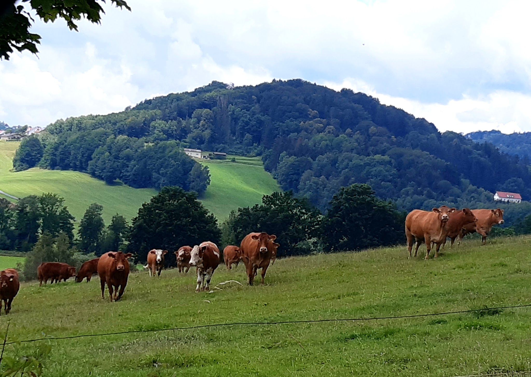 Ilztal Vet Tierärztliche Praxis für Groß und Kleintiere – Bild