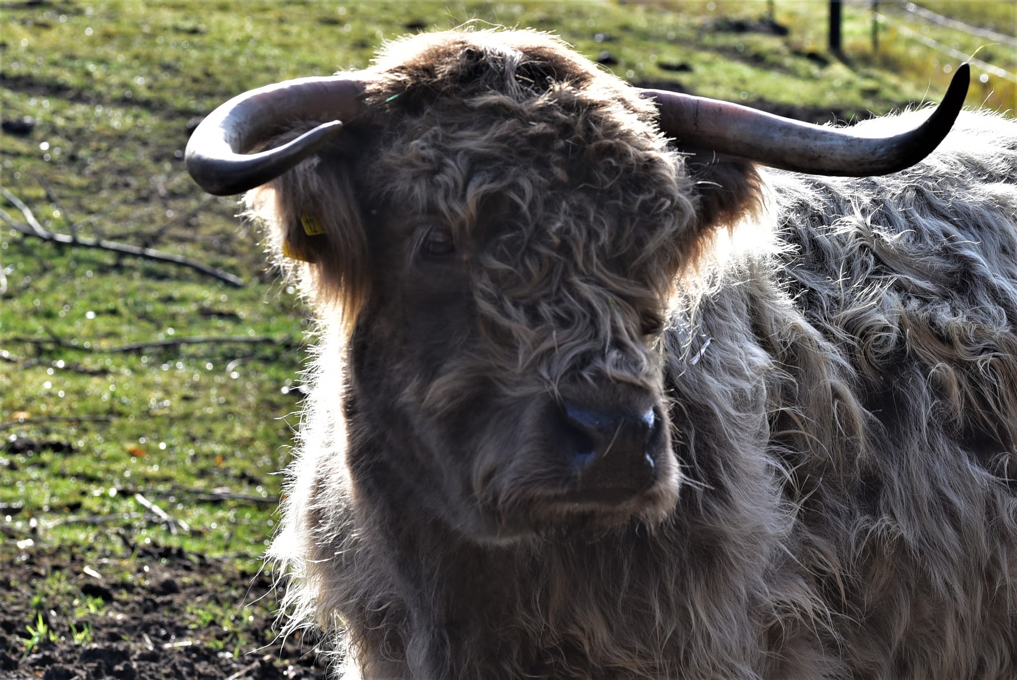 Ilztal Vet Tierärztliche Praxis für Groß und Kleintiere – Bild